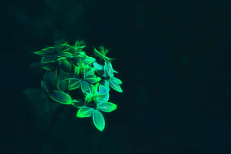 abstract green leaves tropical.の写真素材
