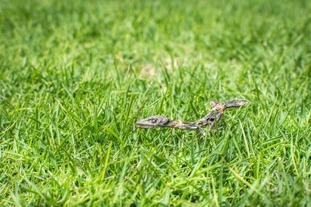 The dried skeletal remains of a brown anole lizard lying in green grass.の写真素材