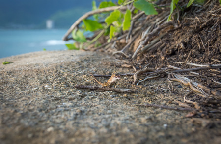 A tiny gecko with a big smile, sitting on top a large rock on the coast of Oahu, Hawaii.の写真素材