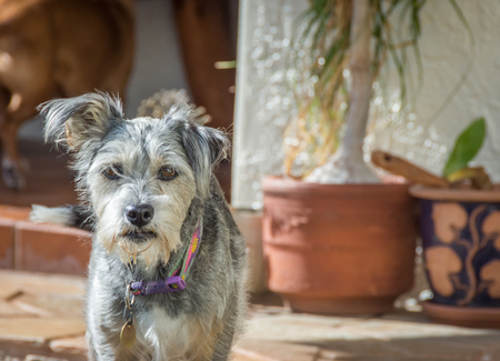 A disheveled miniature schnauzer (adult, short hair) with a wet beard after taking a drink of water.