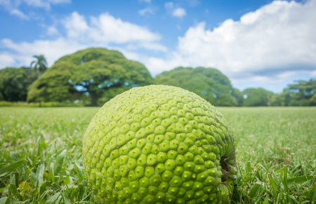 Freshly fallen breadfruit sitting in a grassy field with monkeypod trees in the background.
