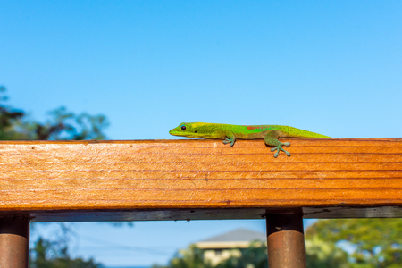 A vibrant green Hawaiian gold dust day gecko perched on a wooden railing, basking in the warm morning sun.の写真素材