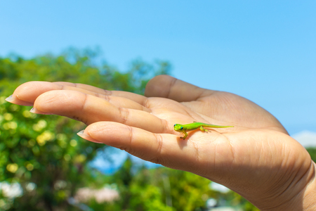 A tiny, cute, green Hawaiian gold dust day gecko staring at the camera as he walks across the palm of a hand.の写真素材