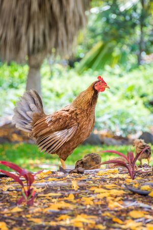 A mother hen on high alert, standing guard while her nearby chicks search for food.