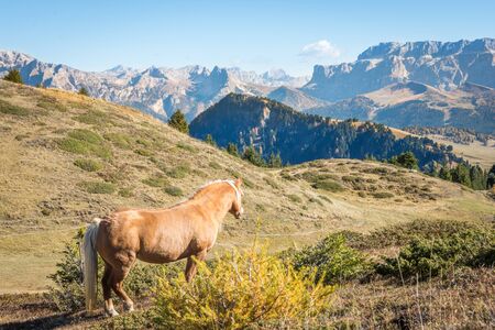 A wild blonde horse standing high atop the Dolomites in northern Italy on a clear sunny day with blue skies and excellent visibility far off into the distance.の写真素材