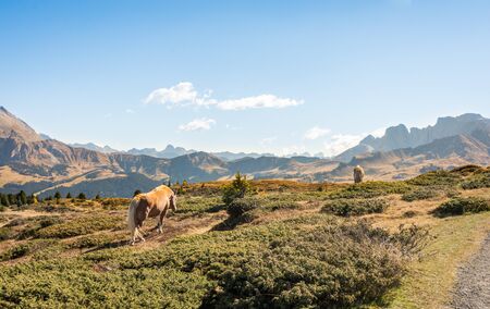 Two wild blonde horses grazing high atop the Dolomites in northern Italy on a clear sunny day with blue skies and excellent visibility far off into the distance.の写真素材