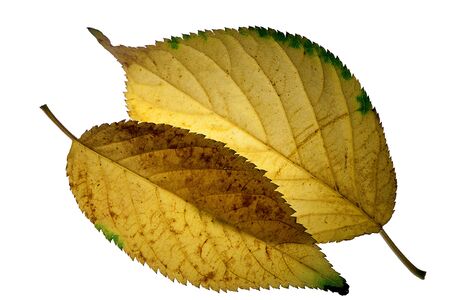 Cherry leaves with backlighting isolated with white の写真素材