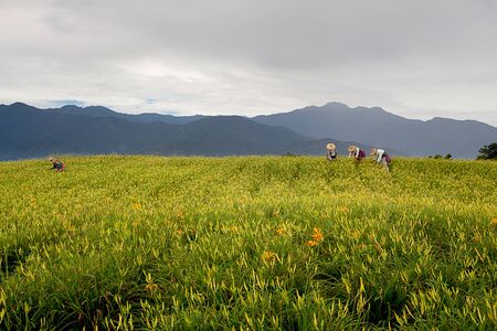Daylily flower at sixty Stone Mountain in Taiwan Hualien festival の写真素材
