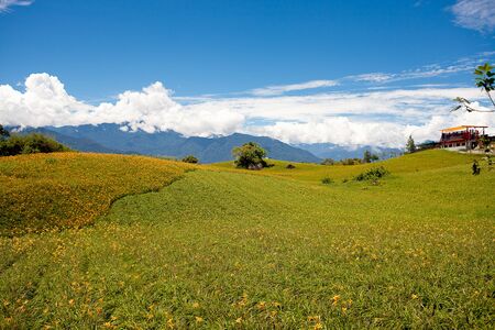 Daylily flower at sixty Stone Mountain in Taiwan Hualien festival 