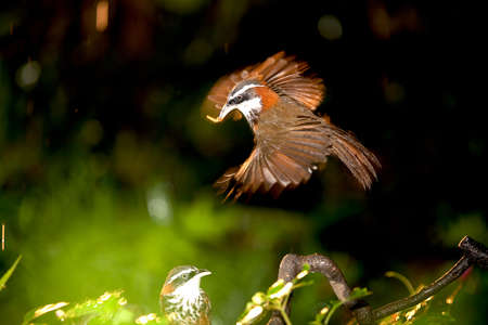 Mother Pomatorhinus ruficollisの写真素材