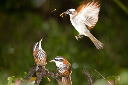  Mother Pomatorhinus ruficollis feeding her babies worms の写真素材