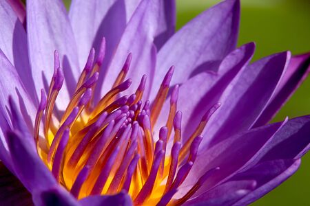  Beautiful Lotus for background use の写真素材