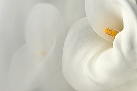cross finger Calla Lily with black background の写真素材