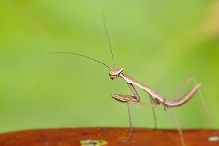 closeup Mantis の写真素材