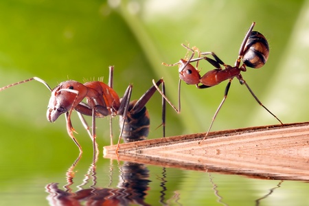Tumbles ANT の写真素材