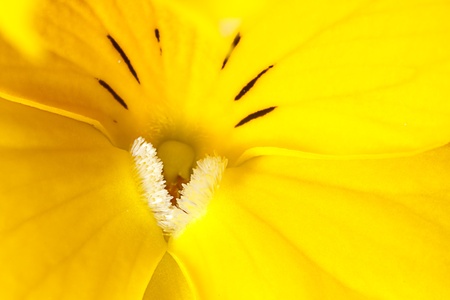 Detail of the yellow folowerの写真素材
