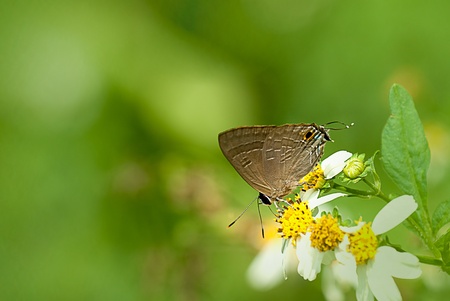 flower and butterfly の写真素材