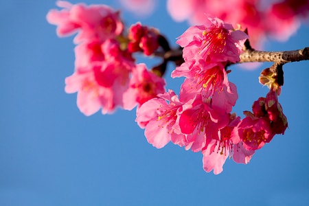 Cherry blossom isolate with sky blue color の写真素材