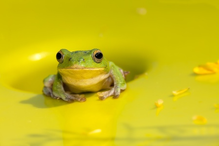 Rhacophorus arvalis の写真素材