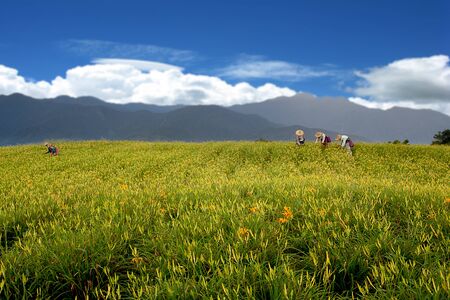 Daylily flower at sixty Stone Mountain in Taiwan Hualien festival の写真素材