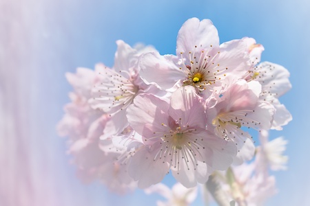 Cherry blossom isolate with sky blue color の写真素材
