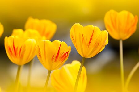 Tulip for background use の写真素材