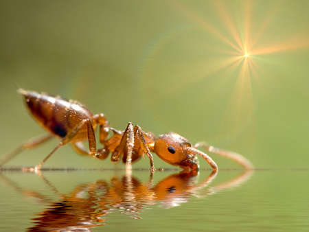 2mm ANT の写真素材