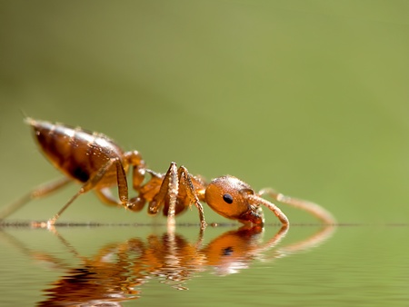 2mm ANT の写真素材
