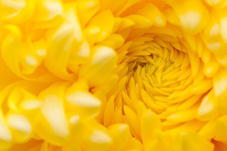 Detail of beautiful chrysanthemum for texture or others purpose use の写真素材