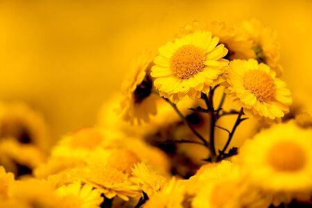 Detail of beautiful chrysanthemum for texture or others purpose use の写真素材