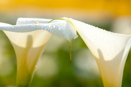 cross finger Calla Lilyの写真素材