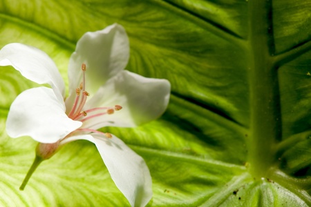 Aleurites Montana flower, white mix with nice background の写真素材