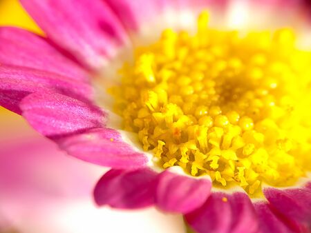 Detail of beautiful chrysanthemum for texture or others purpose use の写真素材