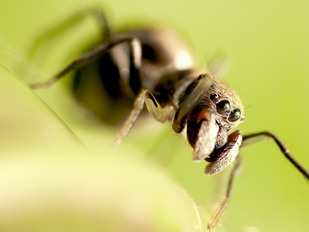 Macro shot of an ant-mimic jumping spider の写真素材