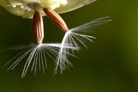 Flying parachutes from dandelion on the webの写真素材