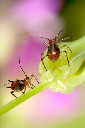 aphid with nice background colorの写真素材
