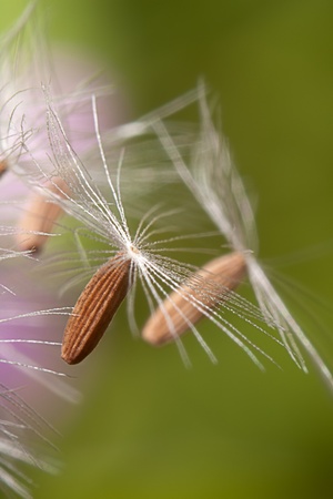 Flying parachutes from dandelion on the webの写真素材