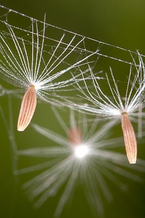 Flying parachutes from dandelion on the webの写真素材