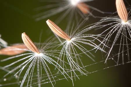 Flying parachutes from dandelion on the webの写真素材