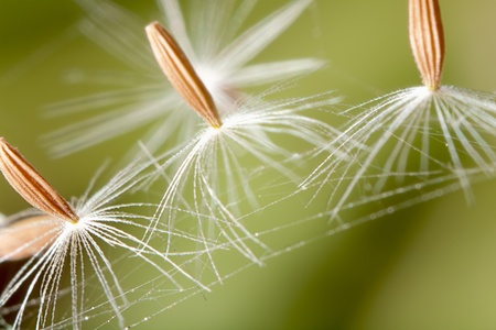Flying parachutes from dandelion on the webの写真素材