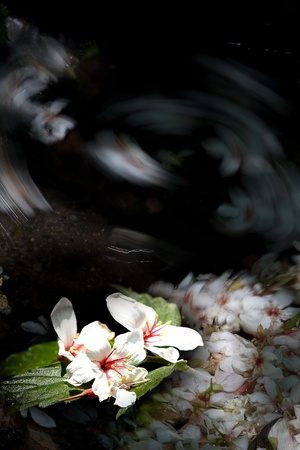 Aleurites Montana mix with Long exposure streamの写真素材