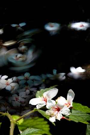 Aleurites Montana mix with Long exposure streamの写真素材