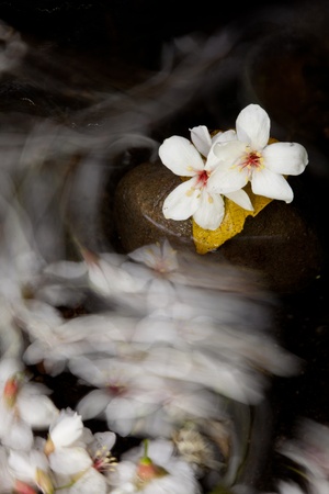 Aleurites Montana mix with Long exposure streamの写真素材