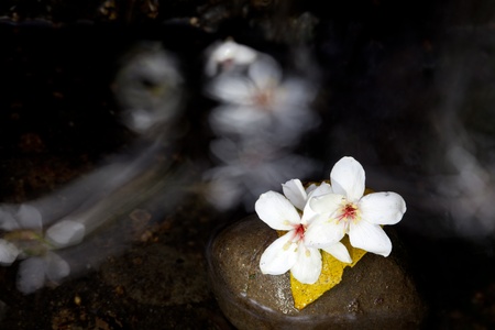 Aleurites Montana mix with Long exposure streamの写真素材