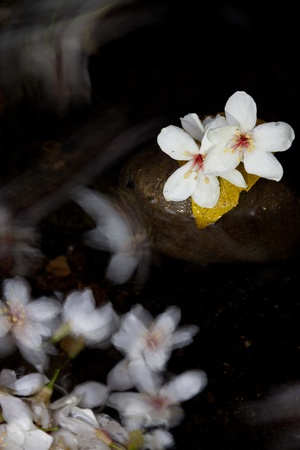 Aleurites Montana mix with Long exposure streamの写真素材