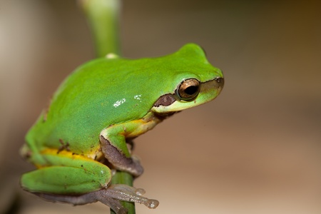 Tree frog on the leaf (Hyla chinensis)の写真素材