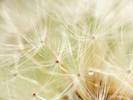 dandelion' sumbelの写真素材
