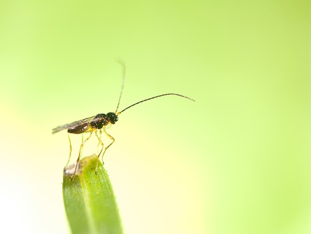 1.5mm bug stand of the top of leafの写真素材