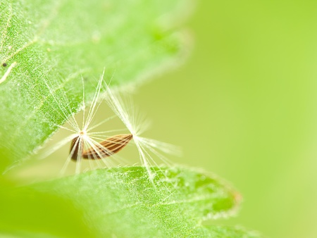dandelion' sumbelの写真素材