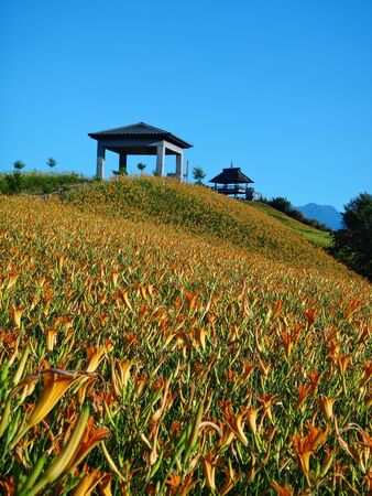 Daylily flower at sixty Stone Mountain in Taiwan Hualien festival の写真素材